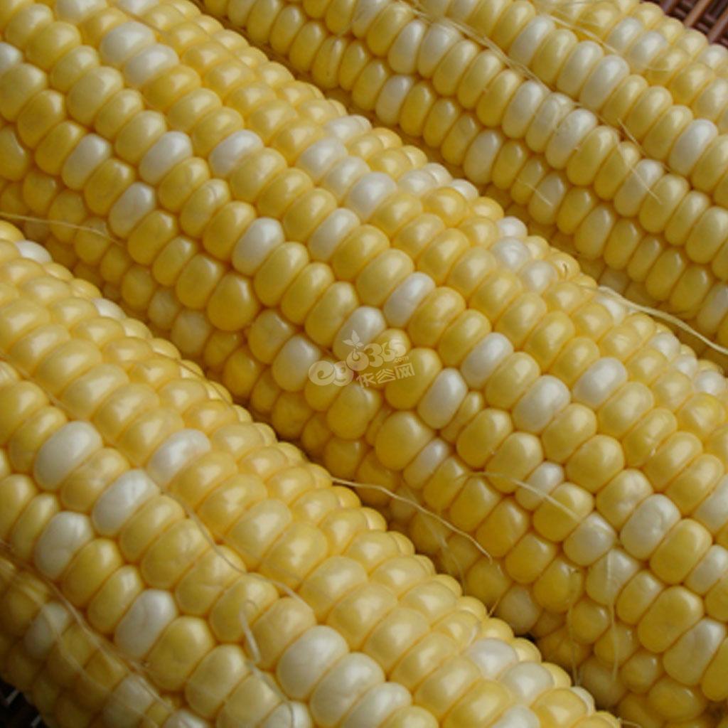 玉米：从粮食到能源-【中生生物质燃料网】